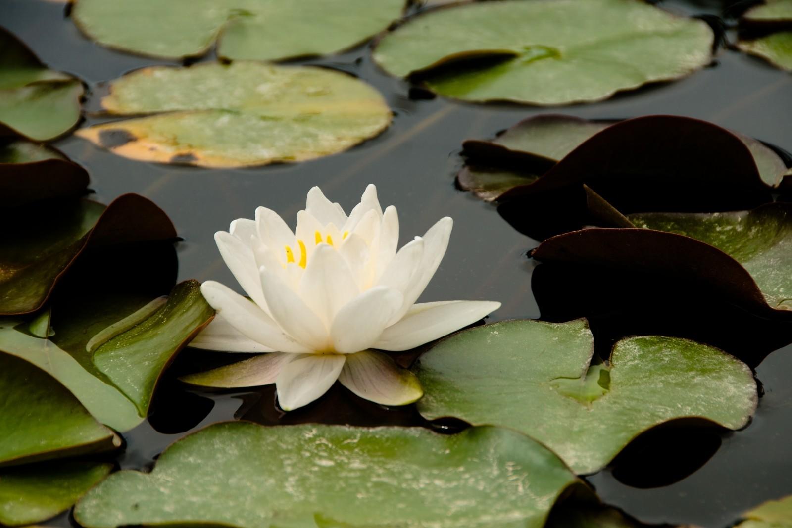 Relax and unwind with Padamasana