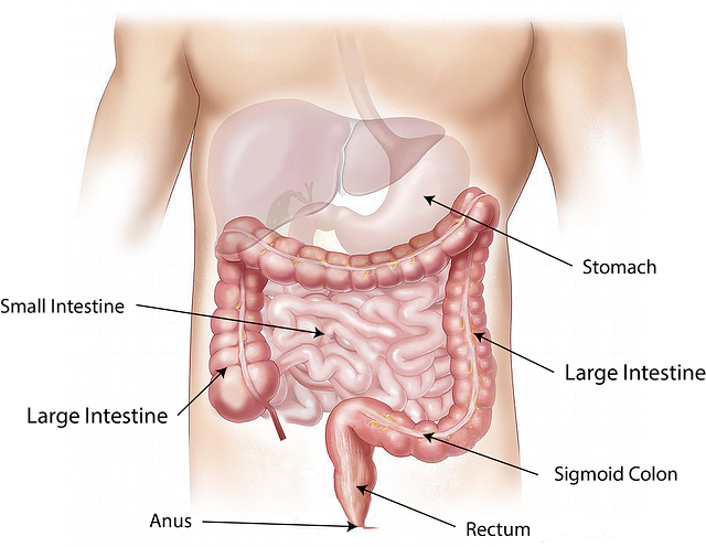 GI and Digestive System