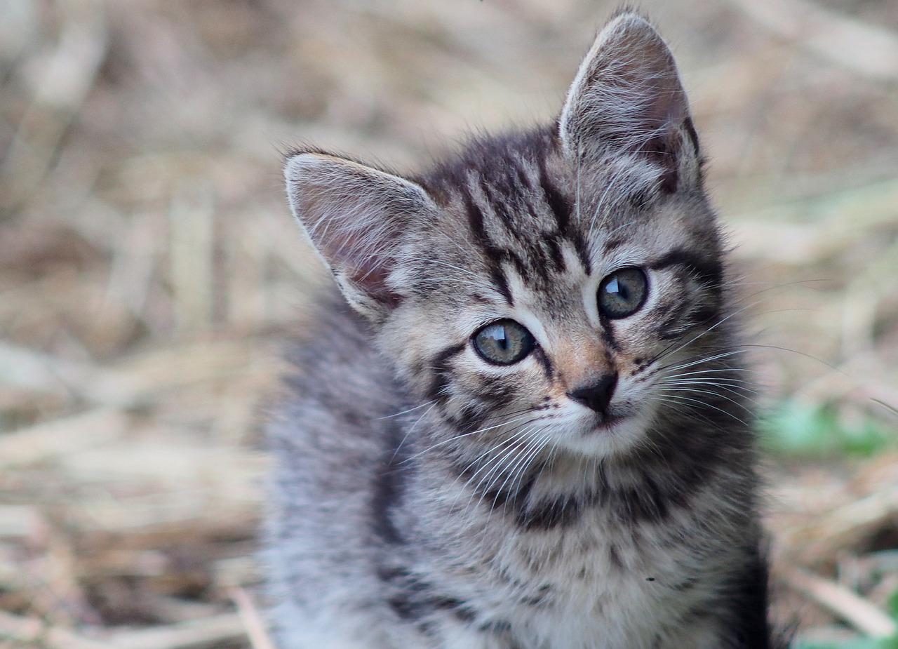 A picture of a kitten outside. Macavity, the Mystery Cat is a famous poem for children by T.S. Eliot