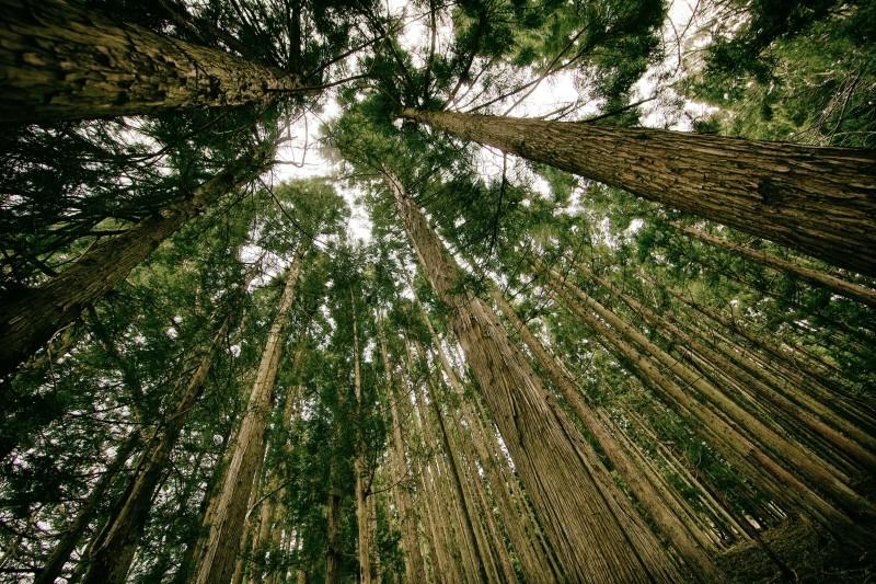 Big trees in the woods