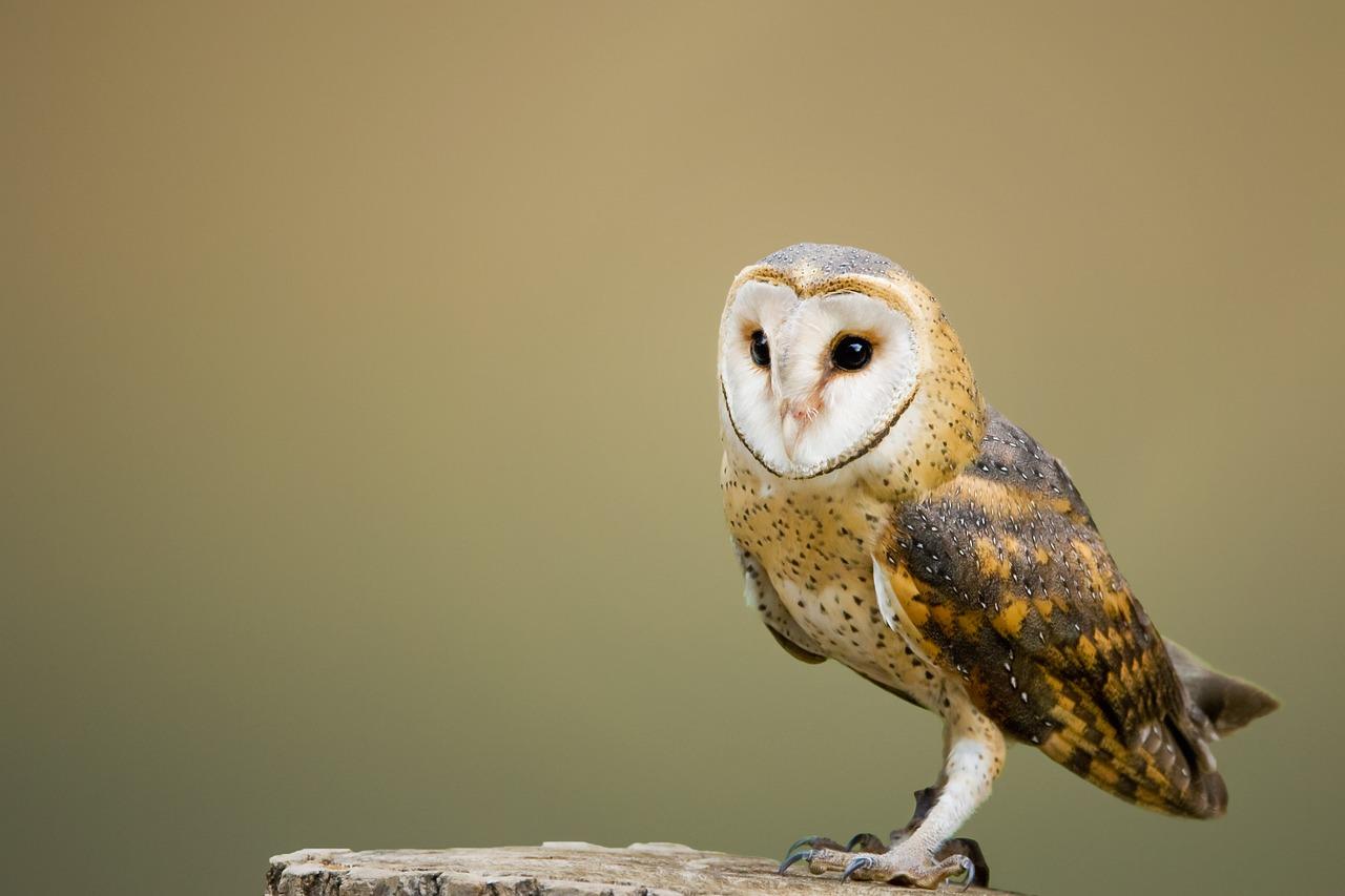 A barn owl. The owl and the pussycat is a famous nursery rhyme by Edward Lear