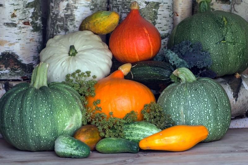 edible pumpkins