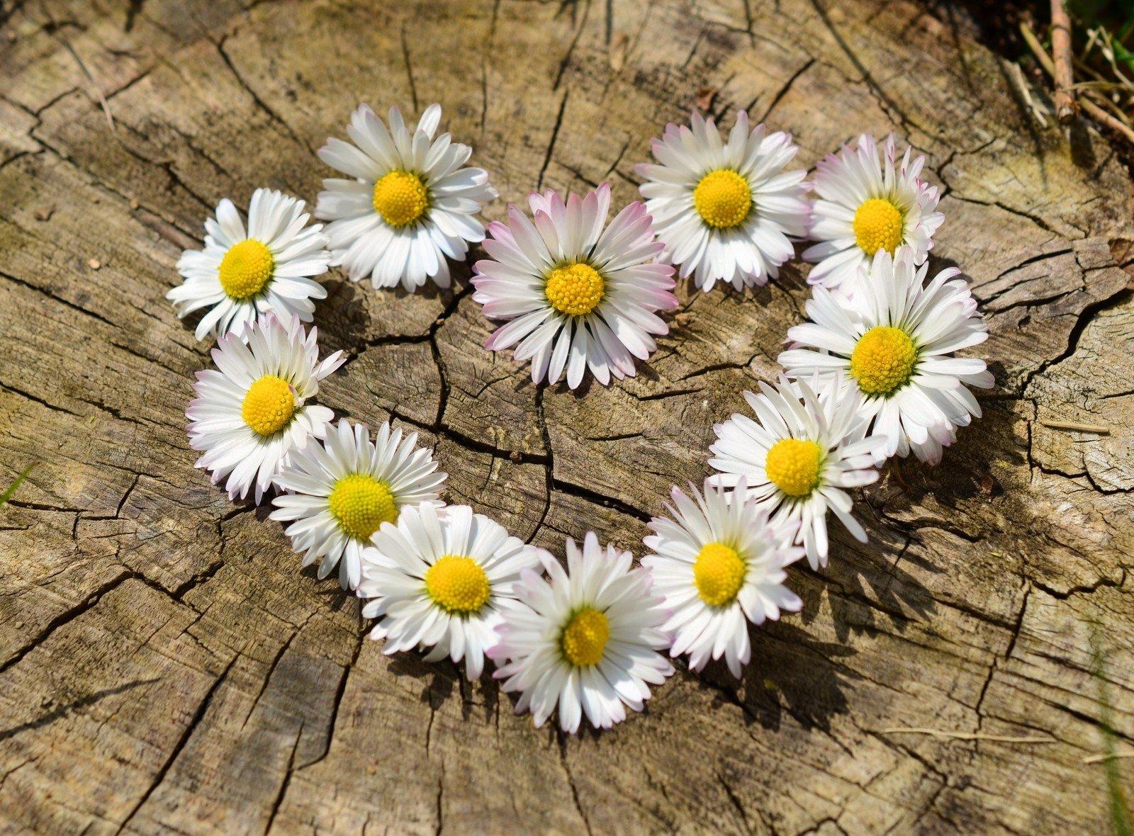 Portuguese idioms about love.