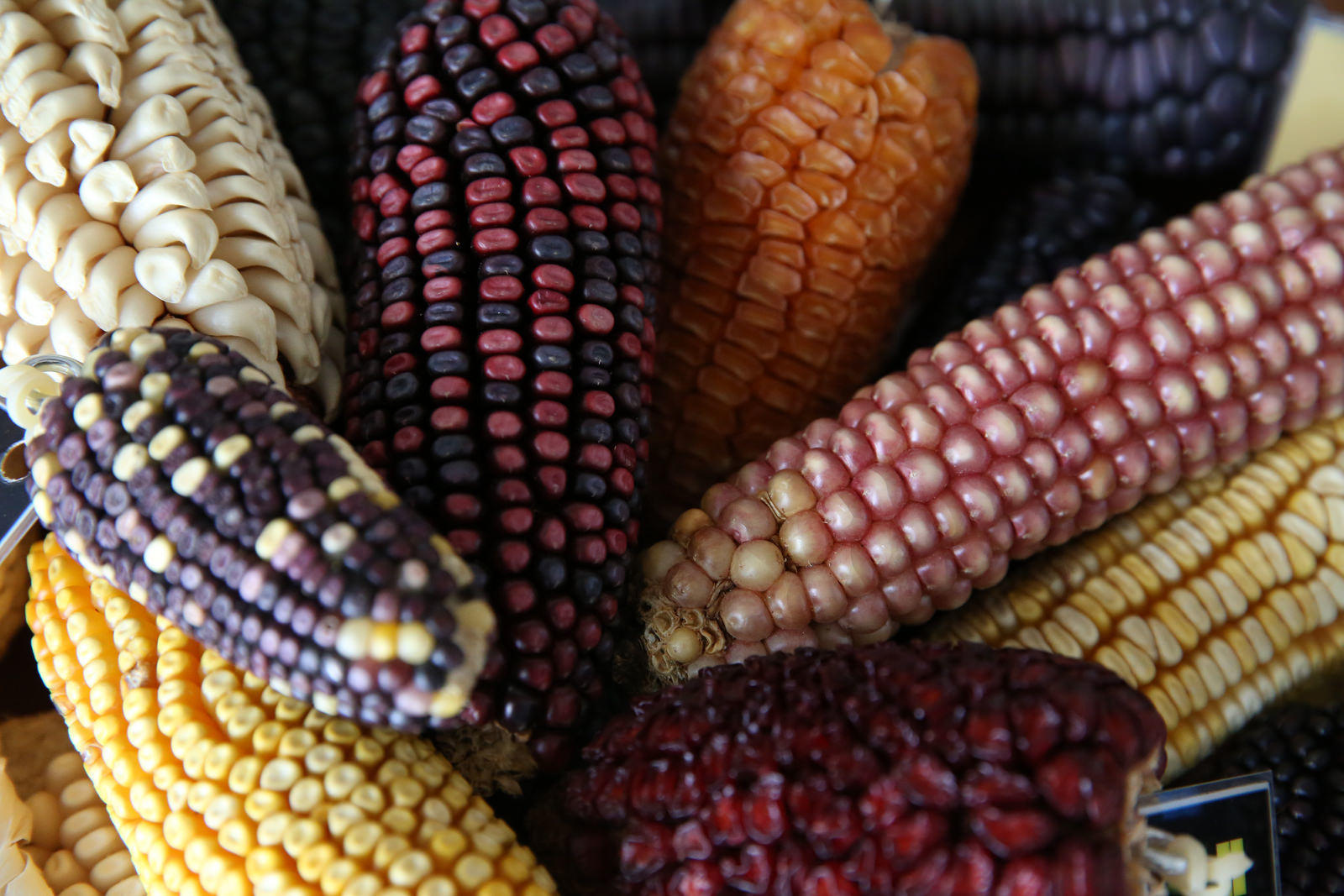 Corn is more varied than you think.