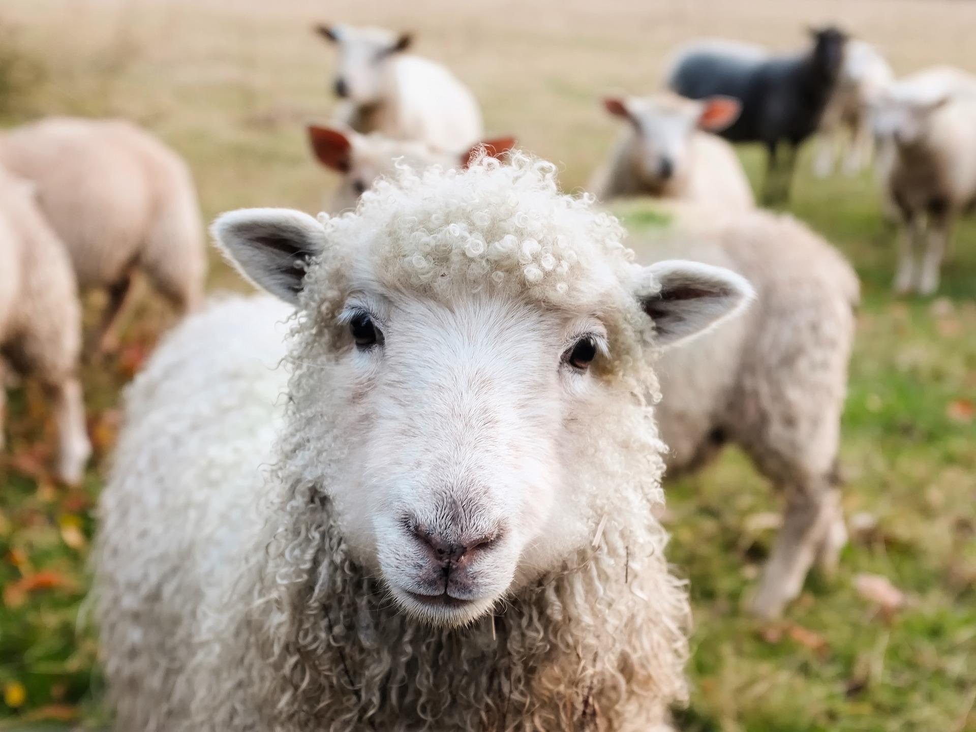 What's the difference between British English and Irish English?