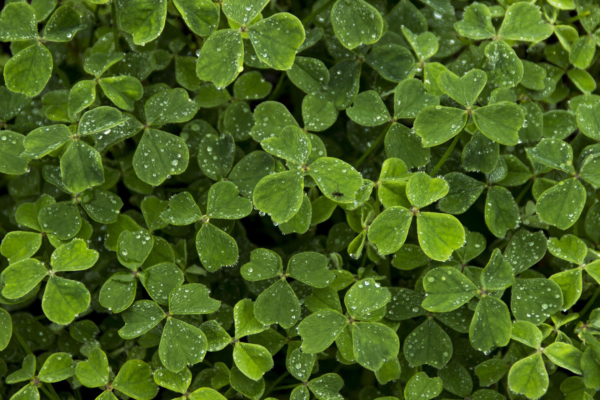 Where can you learn Irish English?