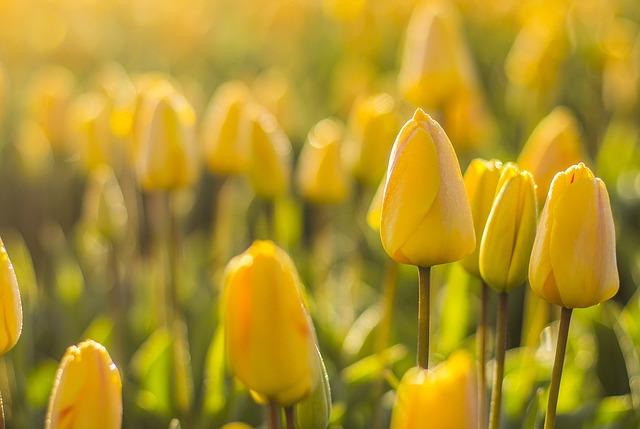 beautiful flowers