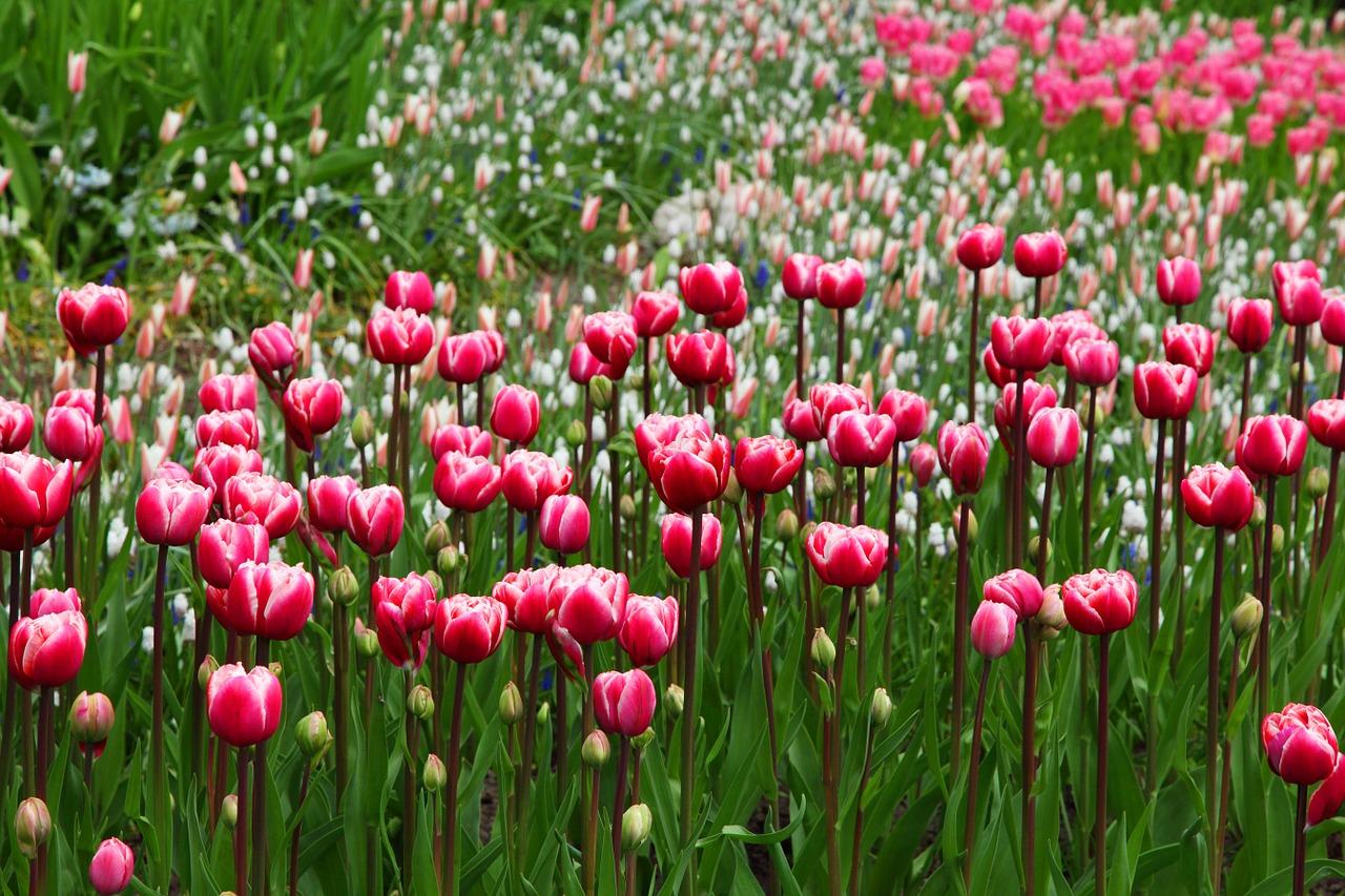 A field of red tulips in bloom. Learning Dutch online can teach you about living in the Netherlands.