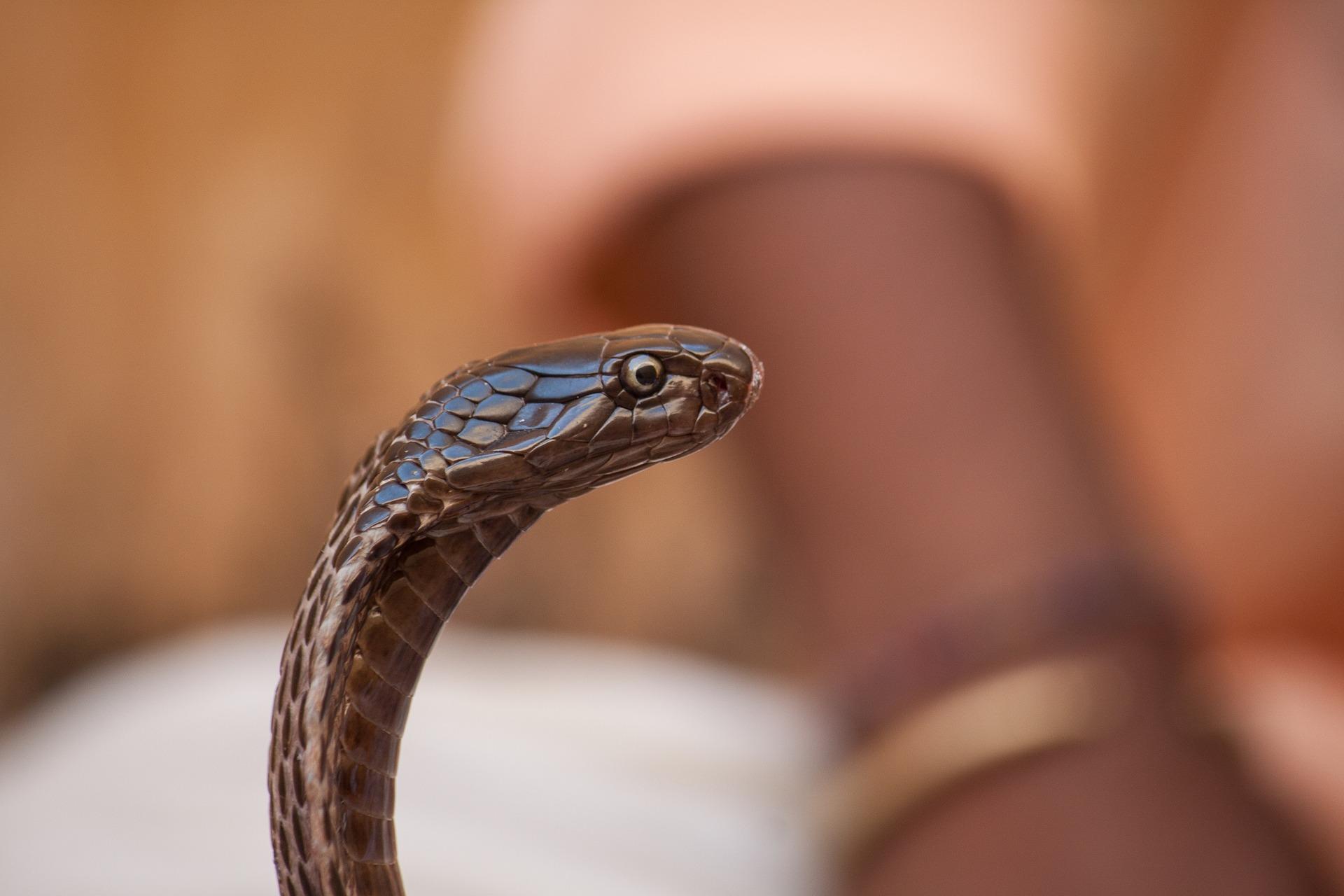 What is the cobra pose?