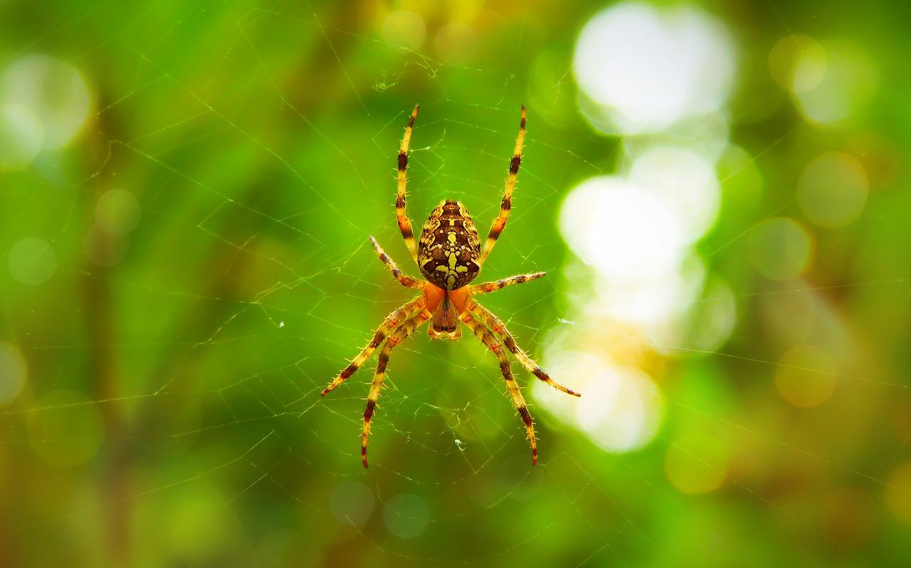 A spider in a web in a garden.