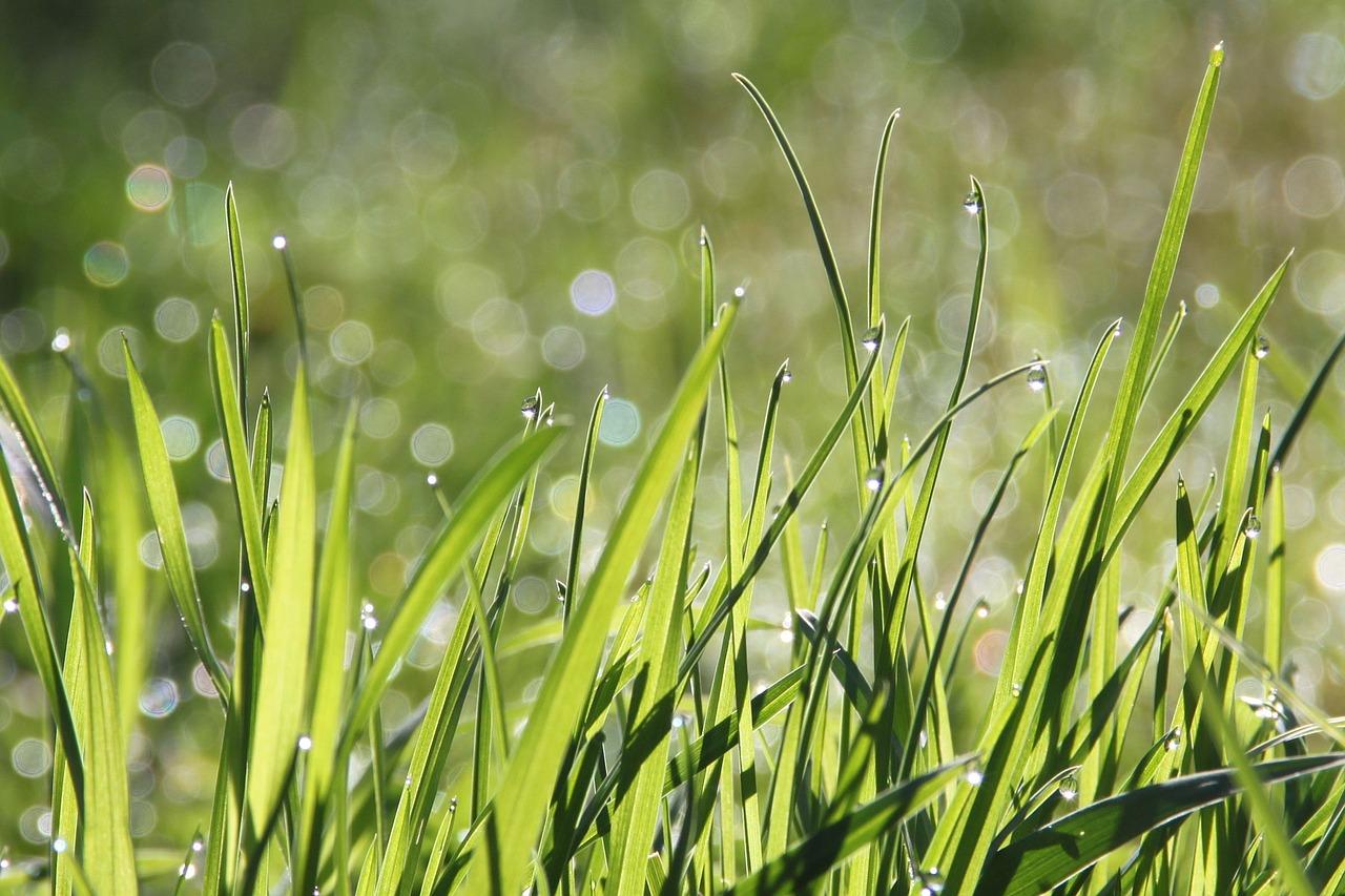 Grass with dew.