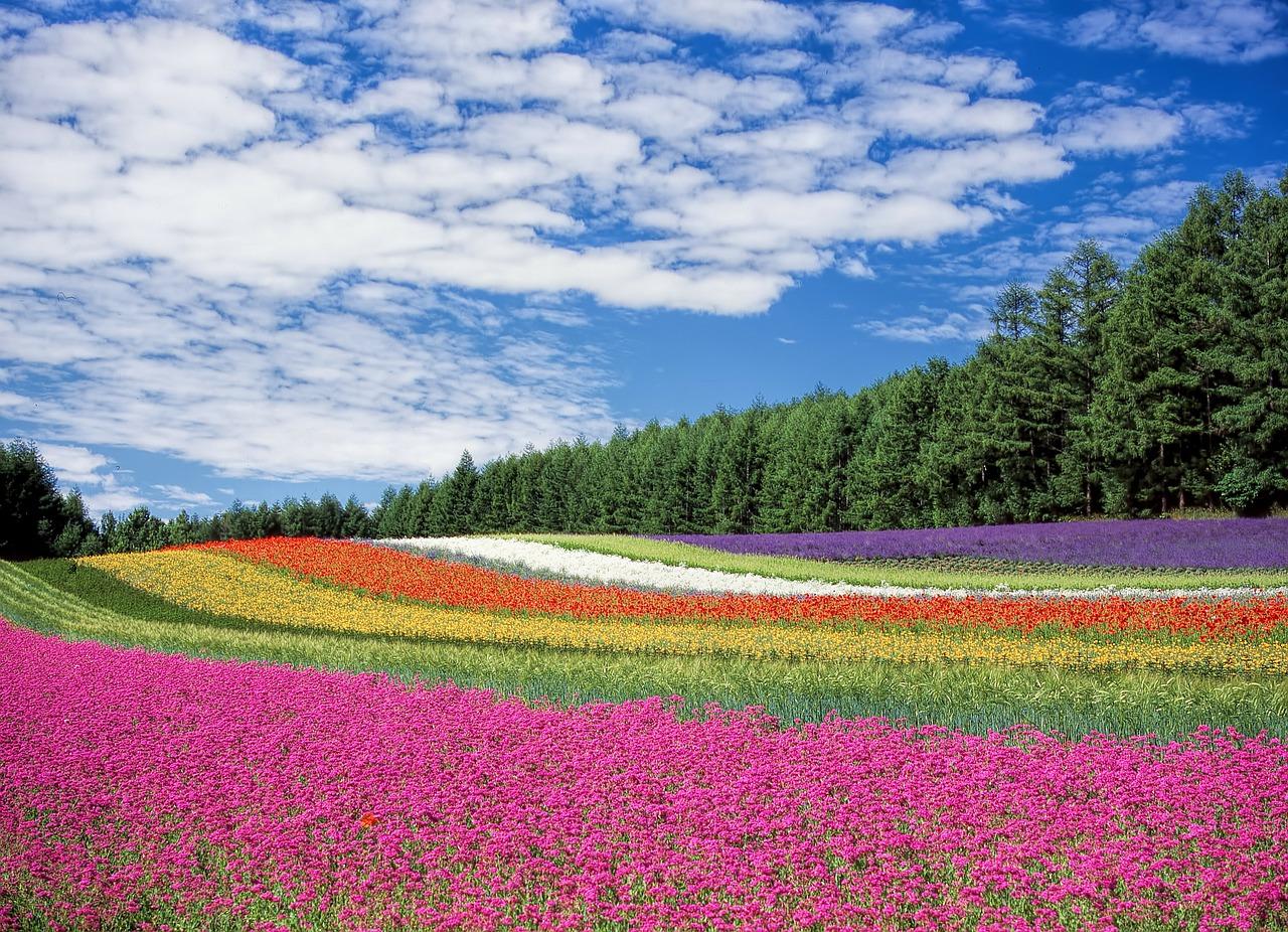 A flower field with forest in the background.