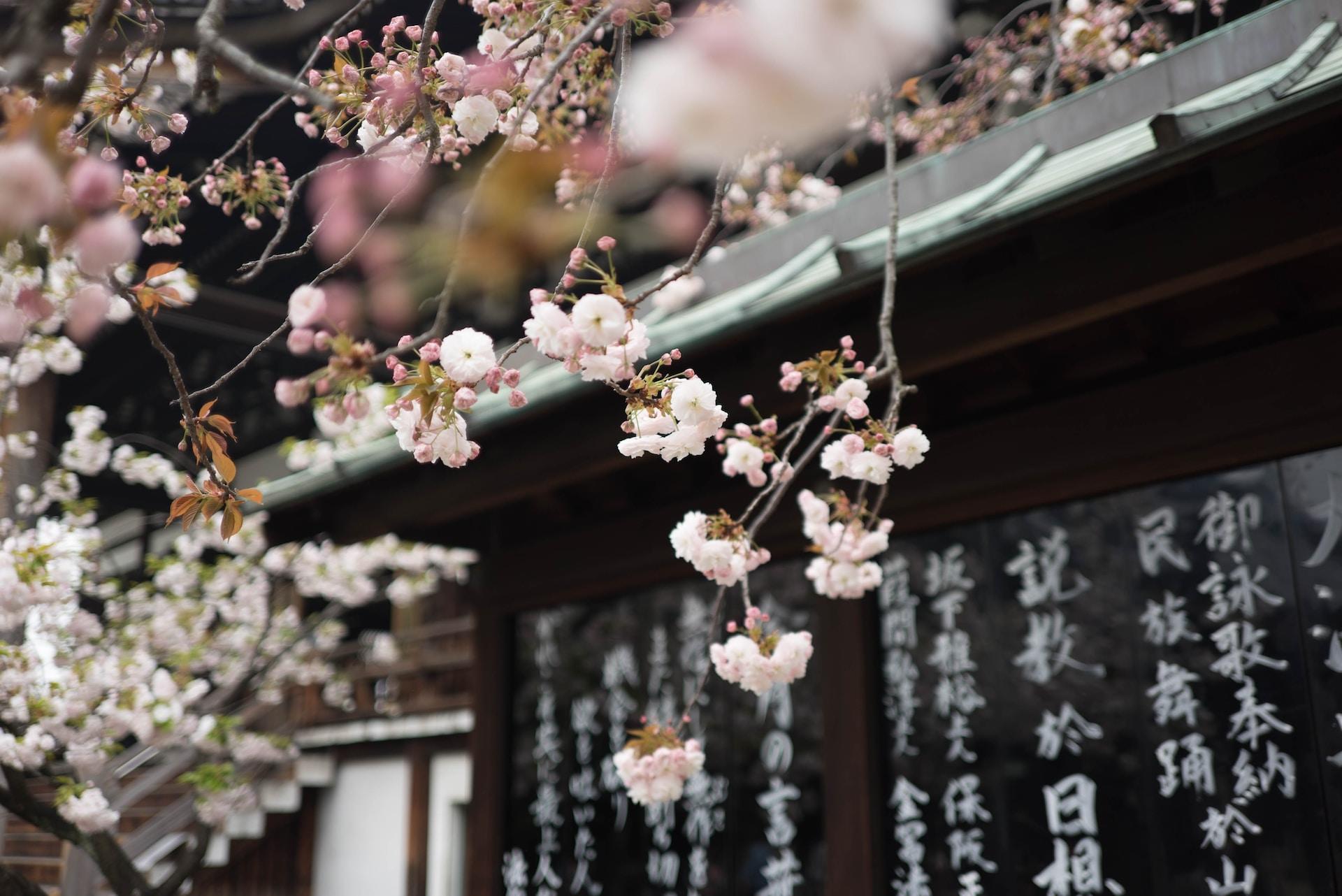 Japanese text written in white on a blackboard. In front of it are pink cherry blossoms.