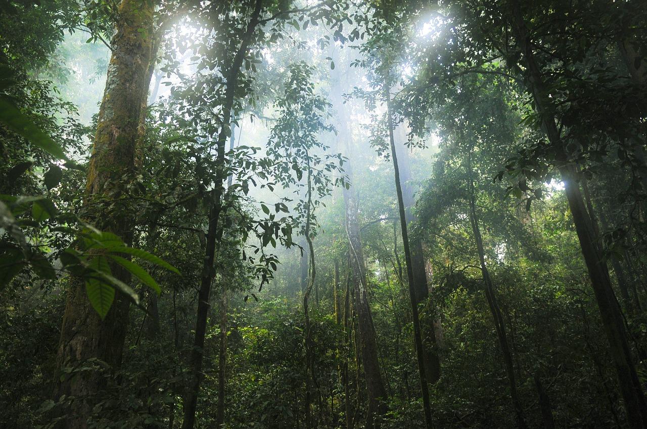 Light through the trees in a rainforest.