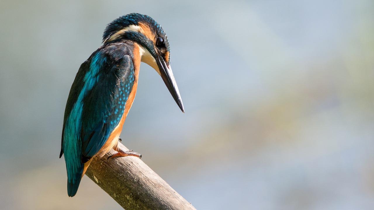 A kingfisher sitting on wood.
