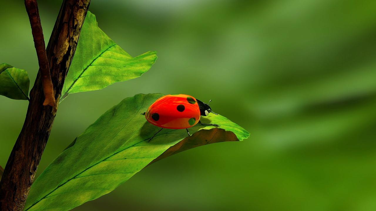 A ladybird on a leaf.