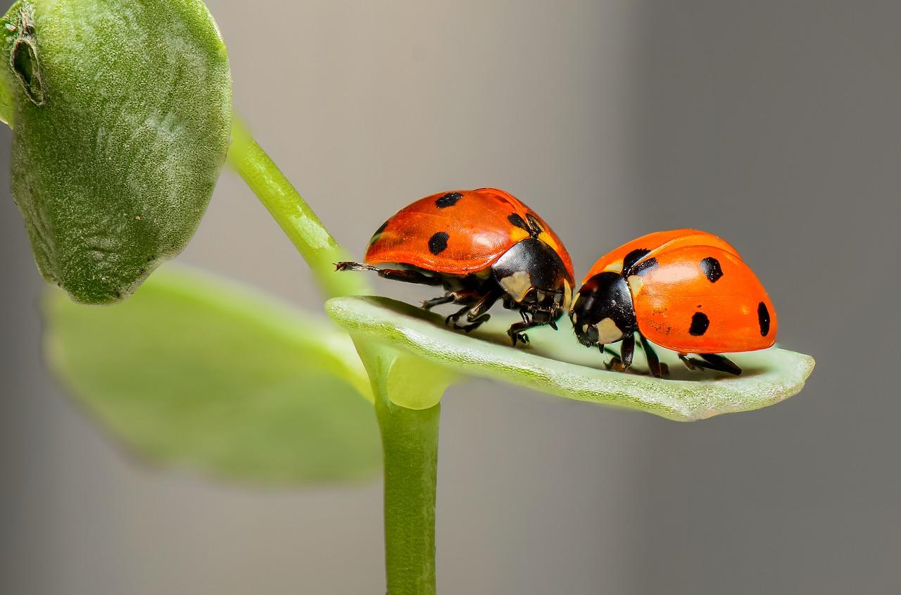 Two ladybirds on a leaf.