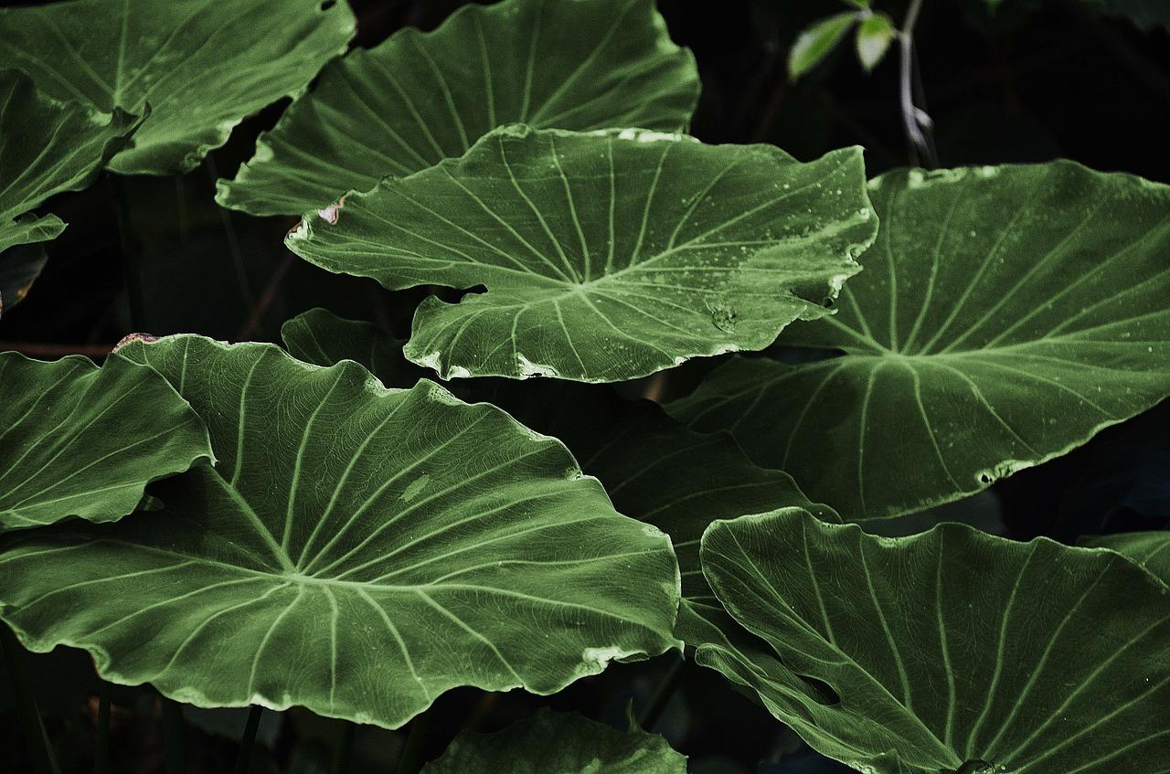 Green leaves on a black background