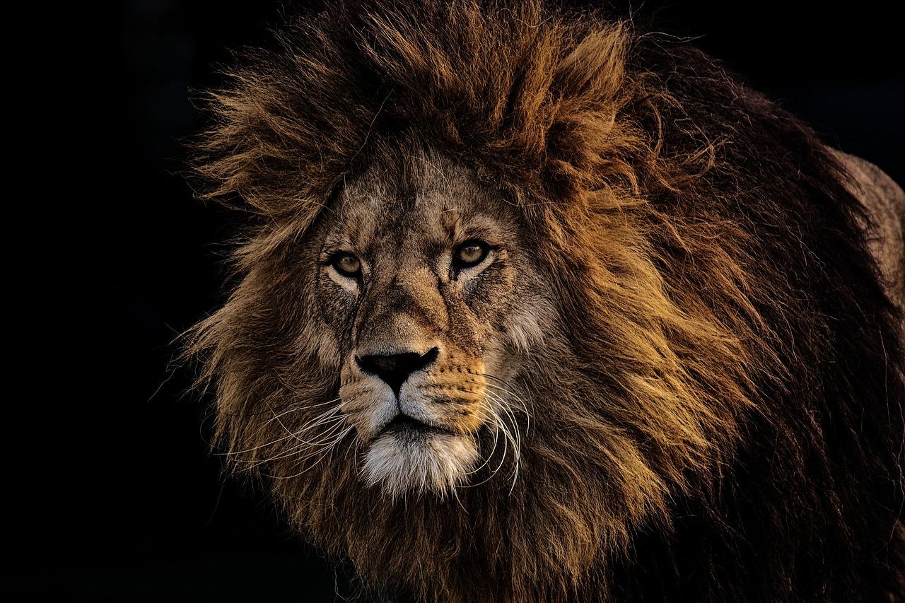 A lion against black background.