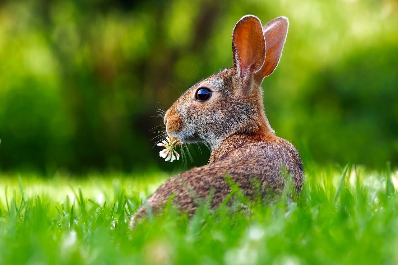 A rabbit in grass