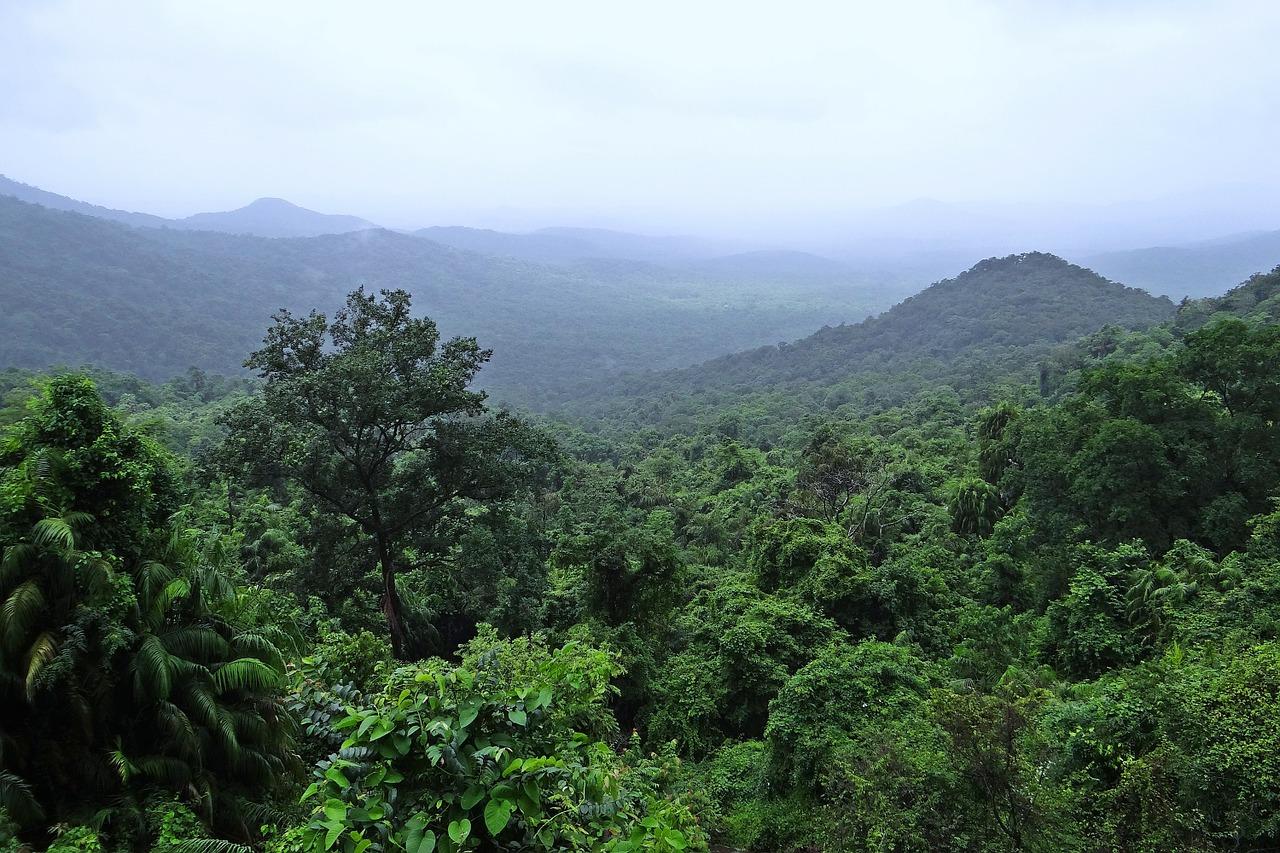 Rainforest from above.