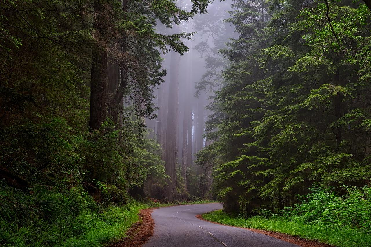 A road in Redwood National Park