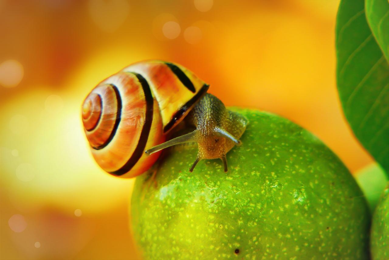 Snail on an apple
