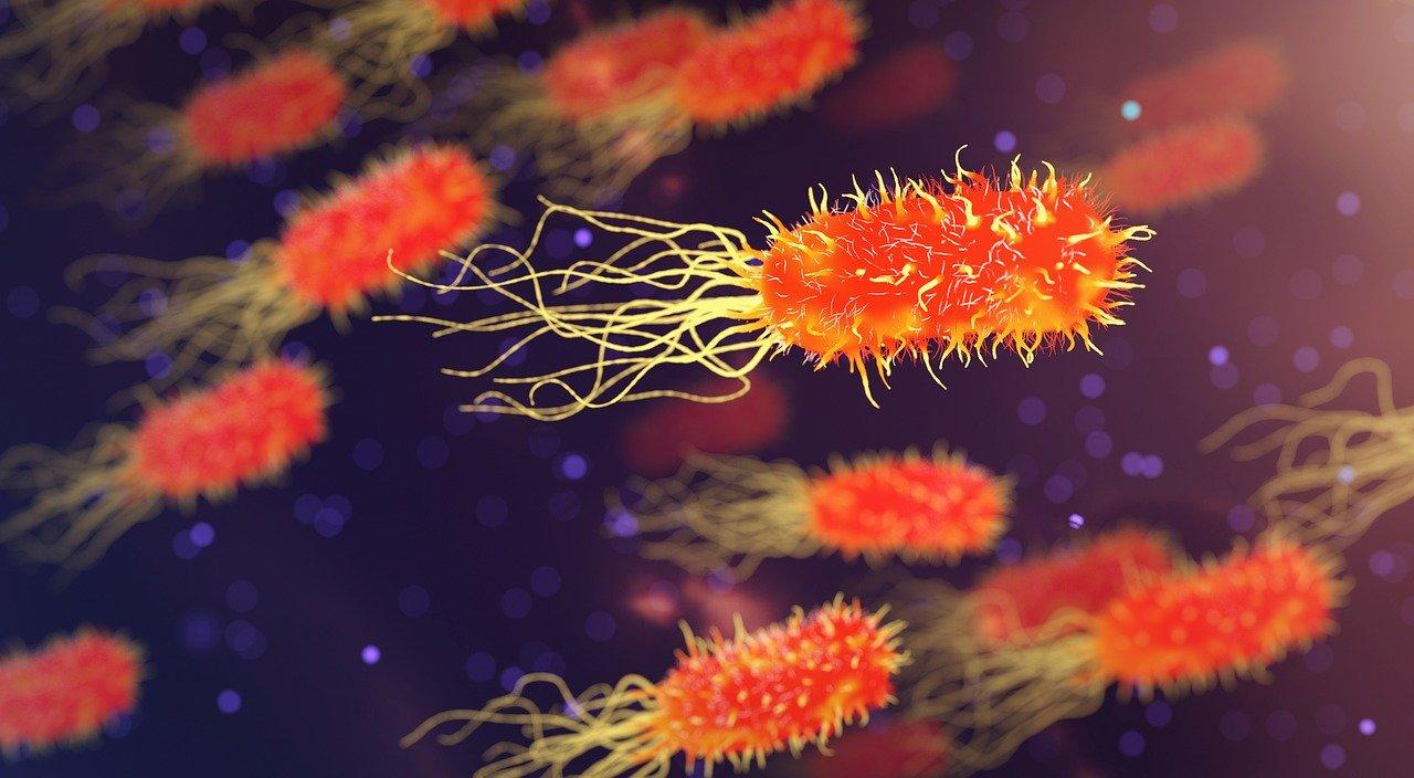If you just study microbes, you are a pure microbiologist