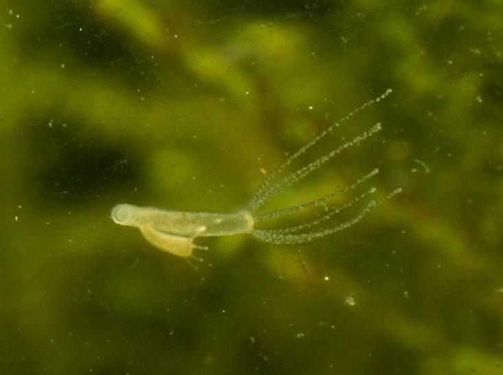 Chemical biology is vital to our understanding of life