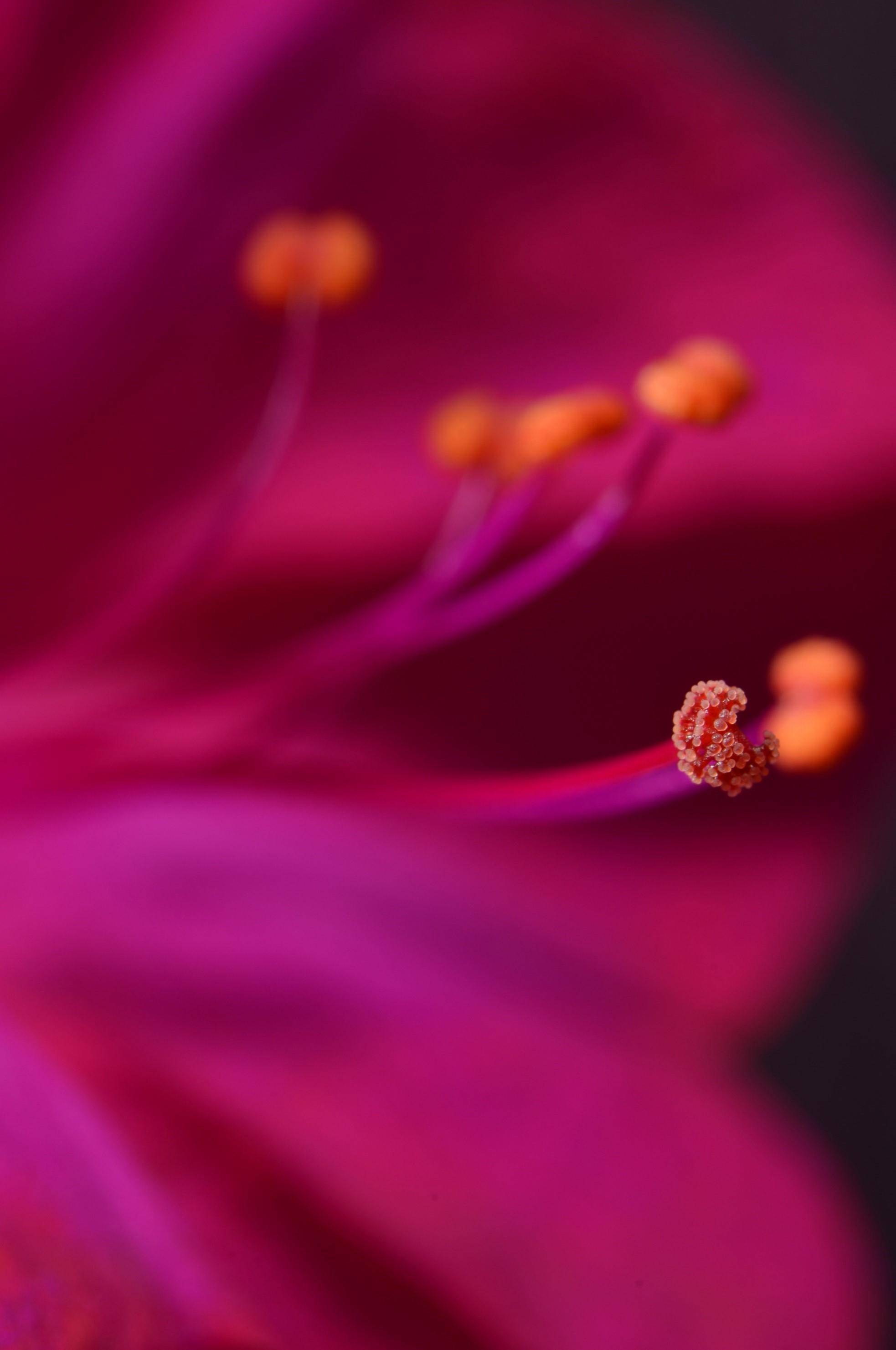 Understanding plant reproduction