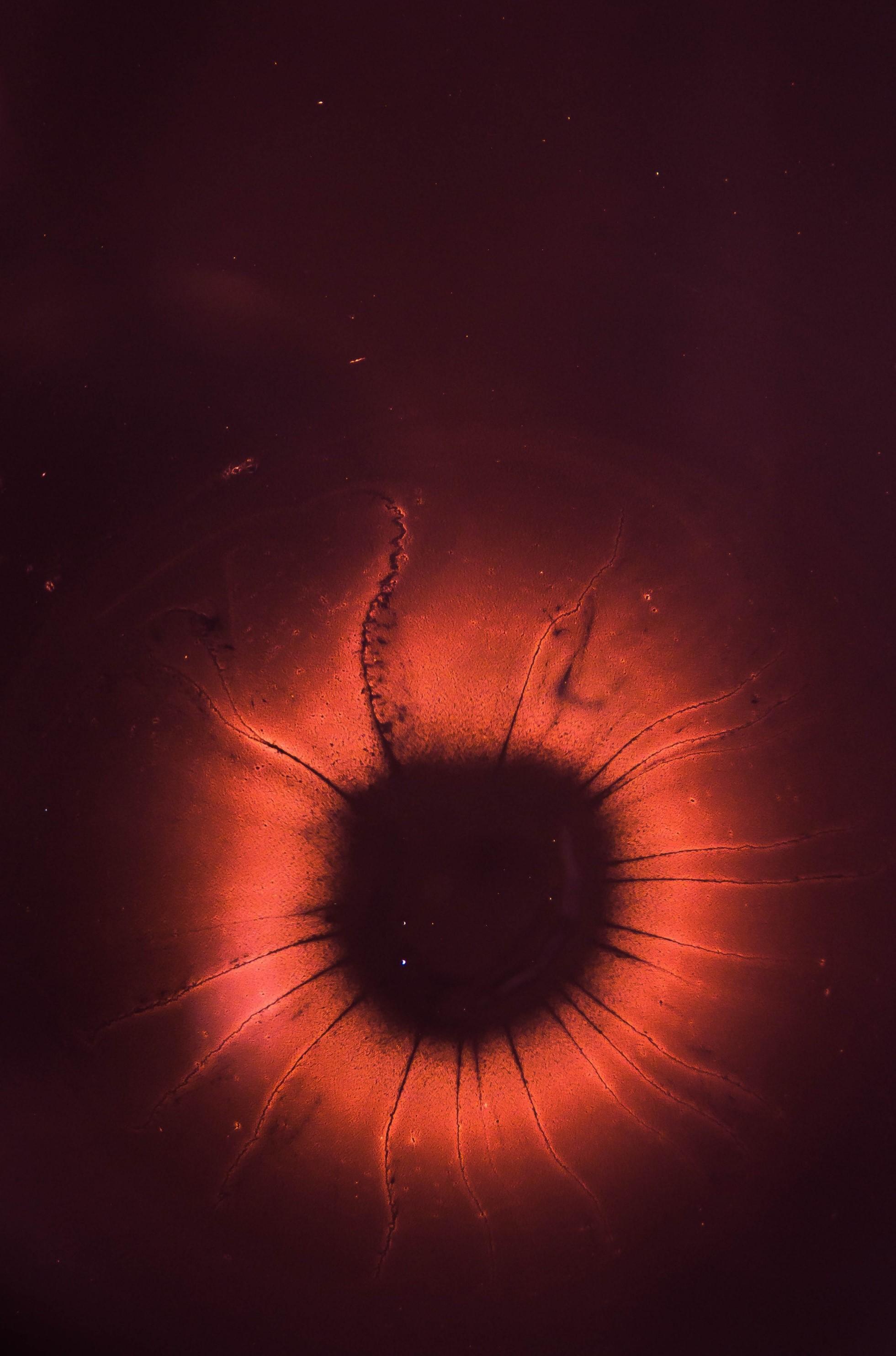 the beauty of the microscope