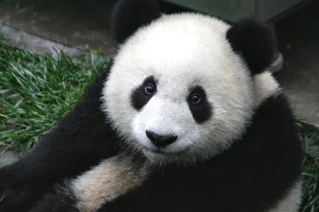 the beautiful Panda is a famous symbol in China