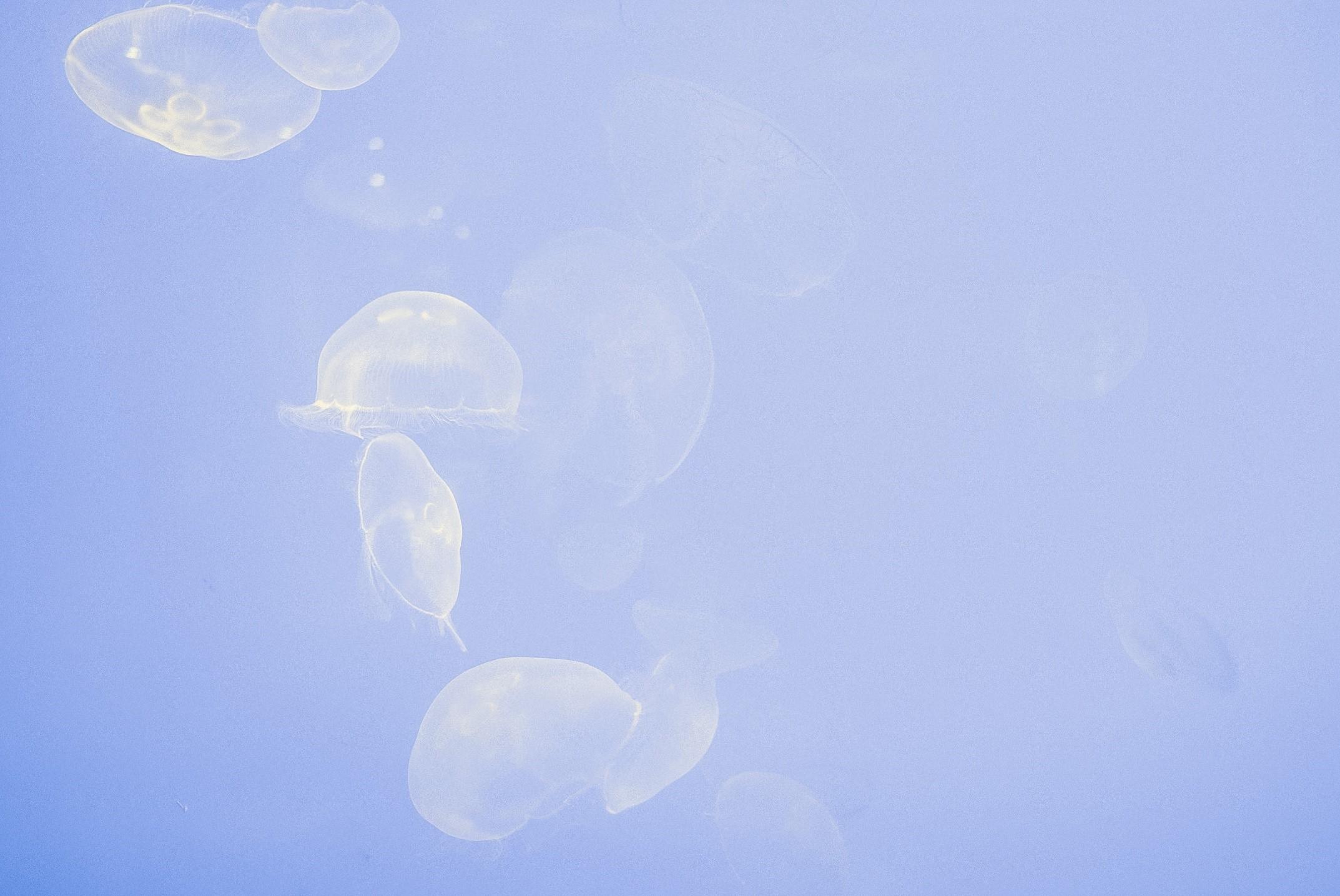 Species are identified through their molecules