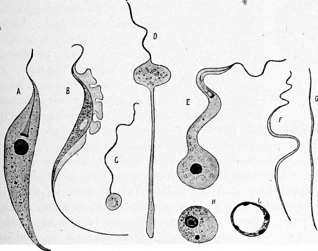 Biology genetics can help the world
