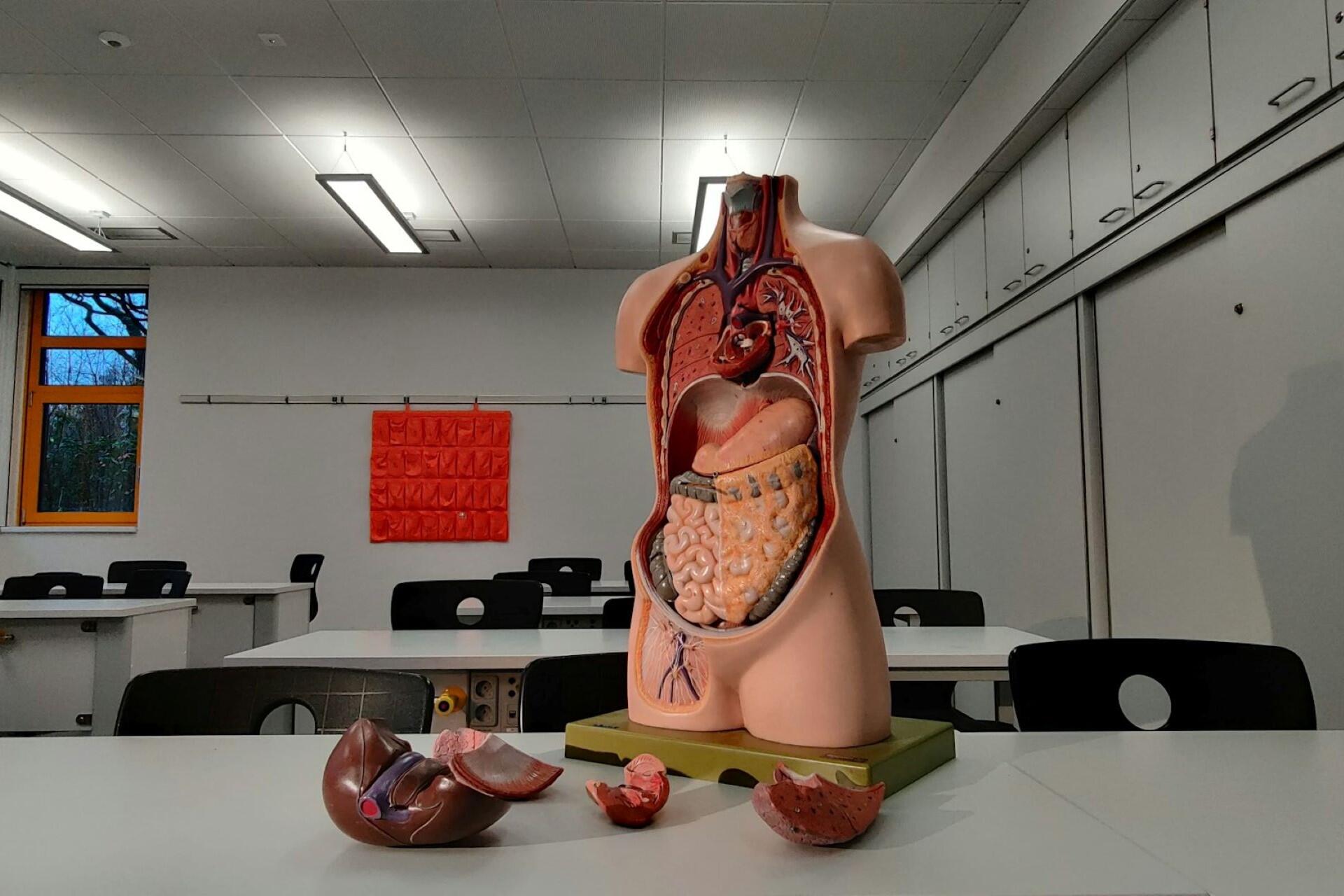 An anatomical model of a human torso in a classroom.