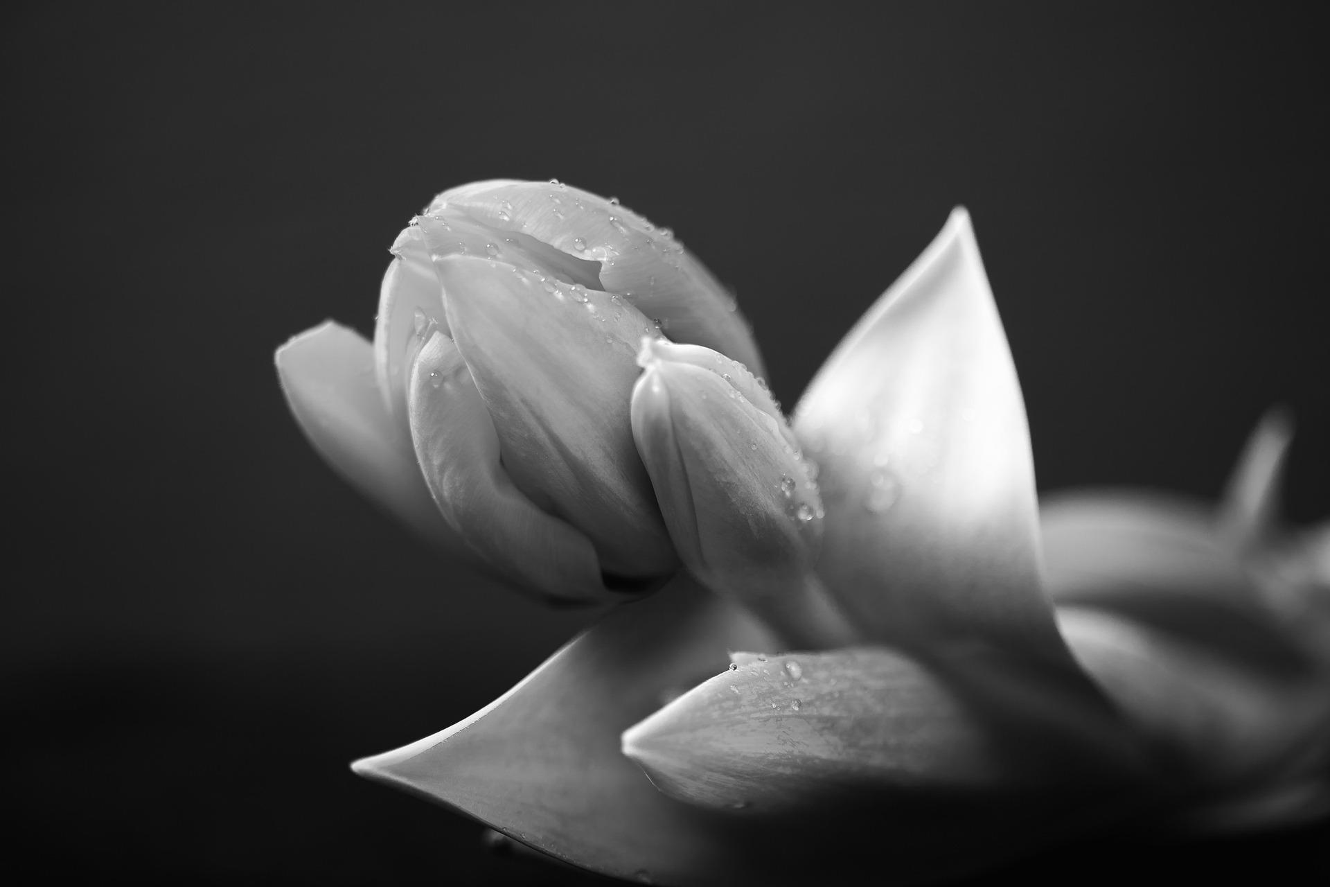 How do you add blur in Lightroom?
