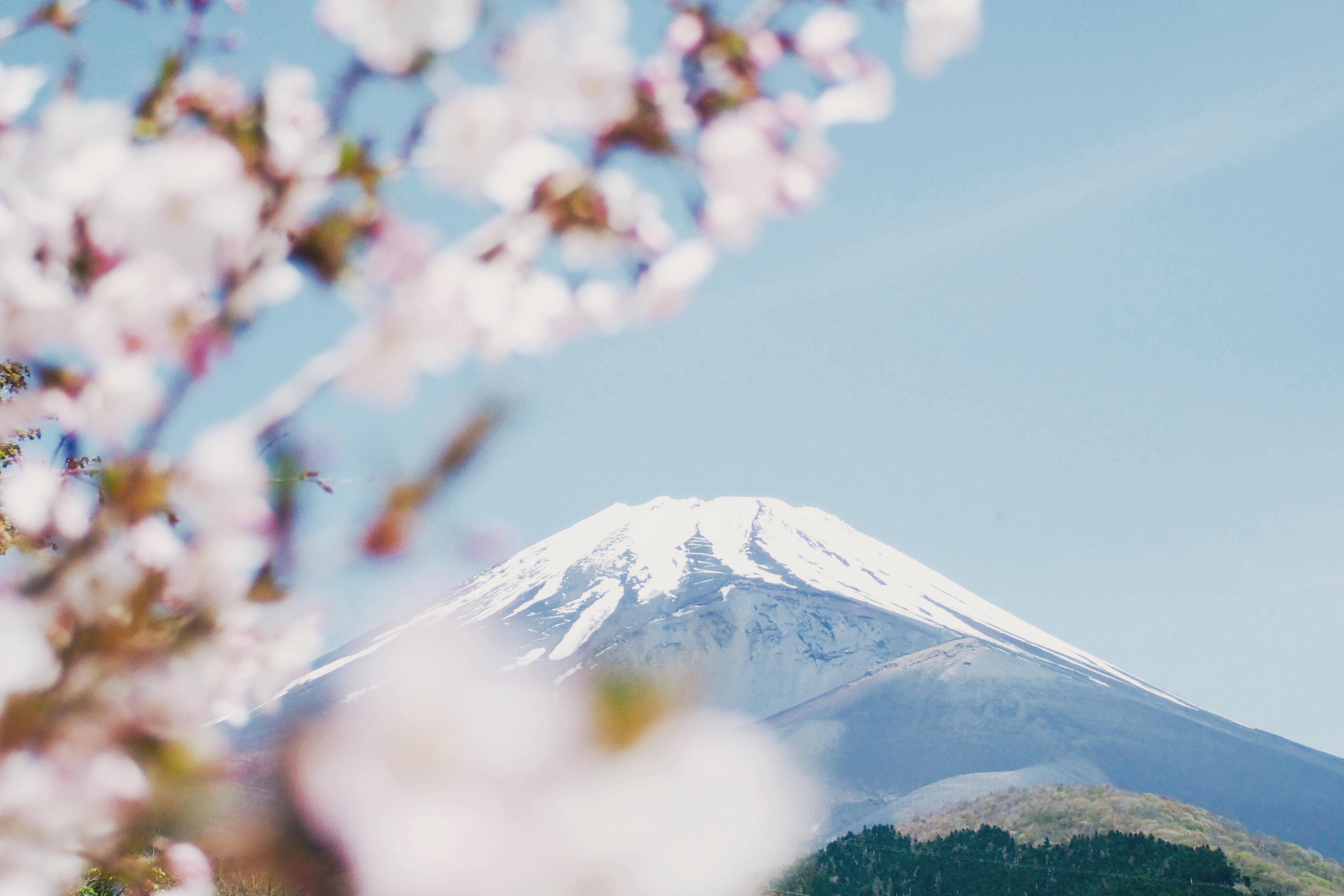 Japan in the spring