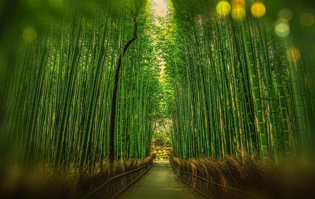 autumn in Japan