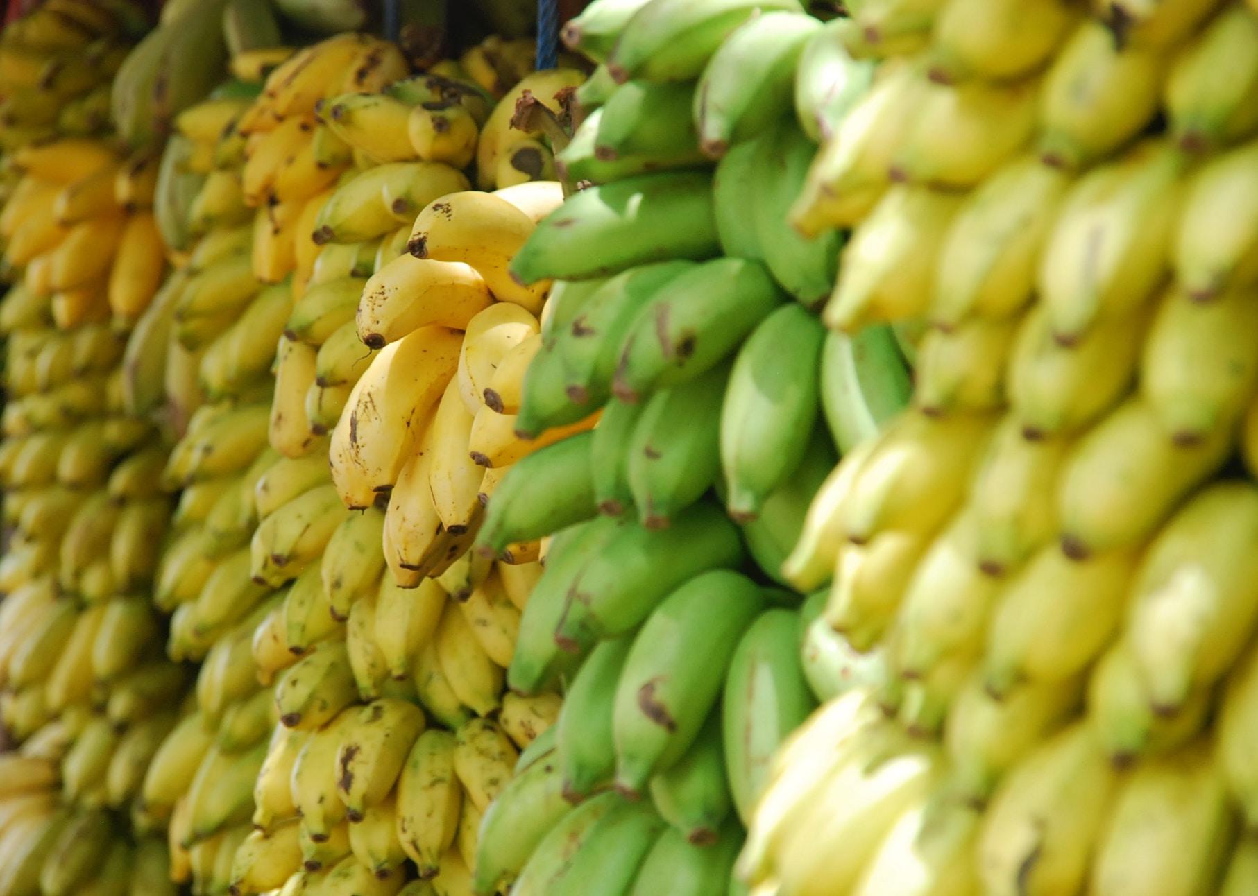 South american foods like plantain