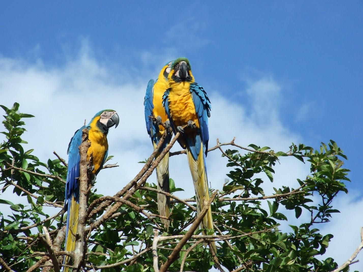 natural wonders of south america