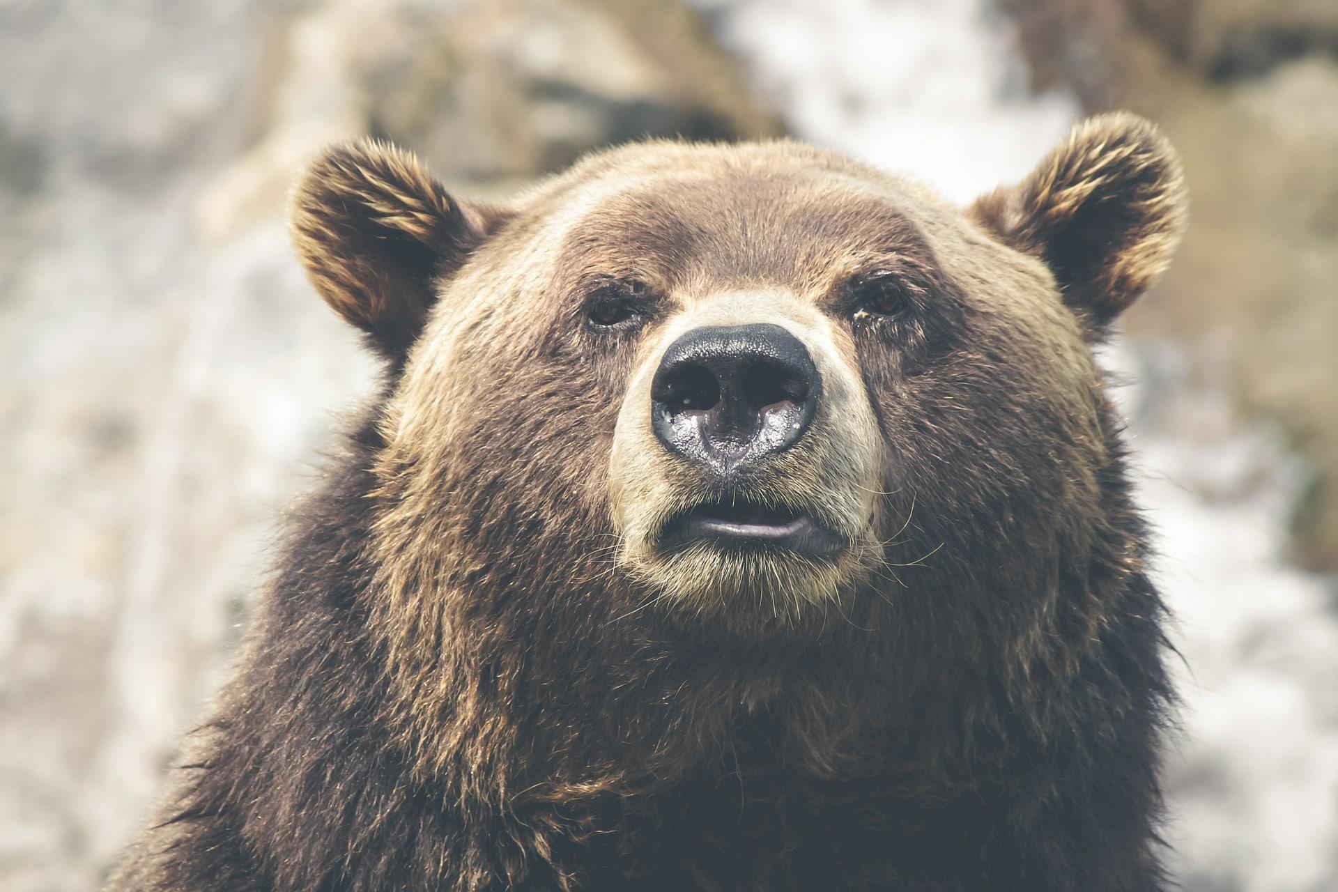You'd better know all about the grizzly before entering his territory
