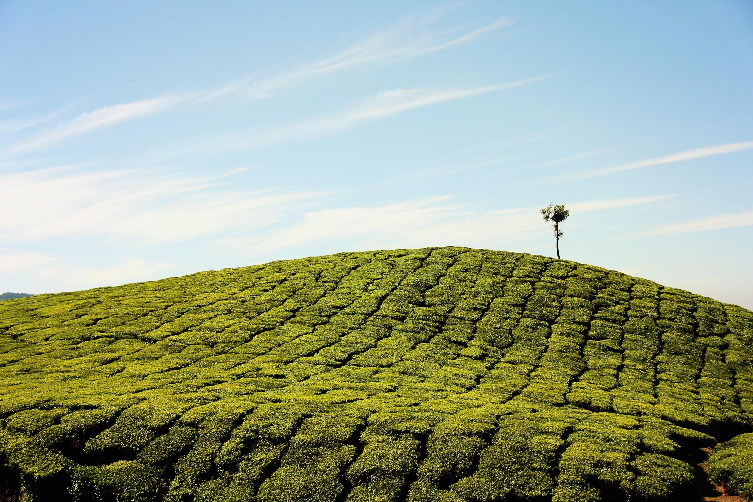 Tea fields