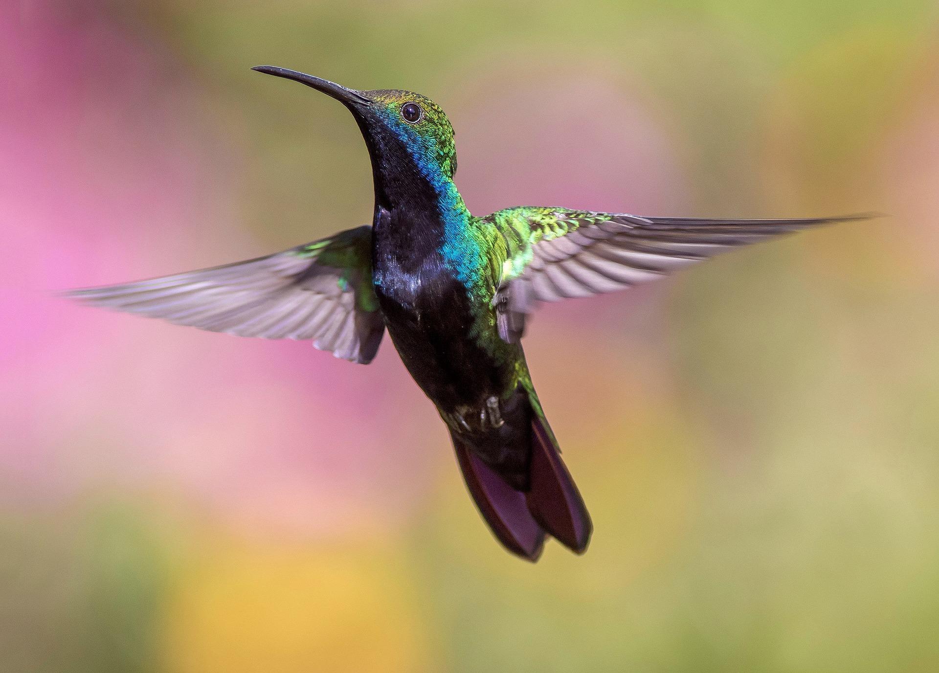 hummingbirds require a high AP setting