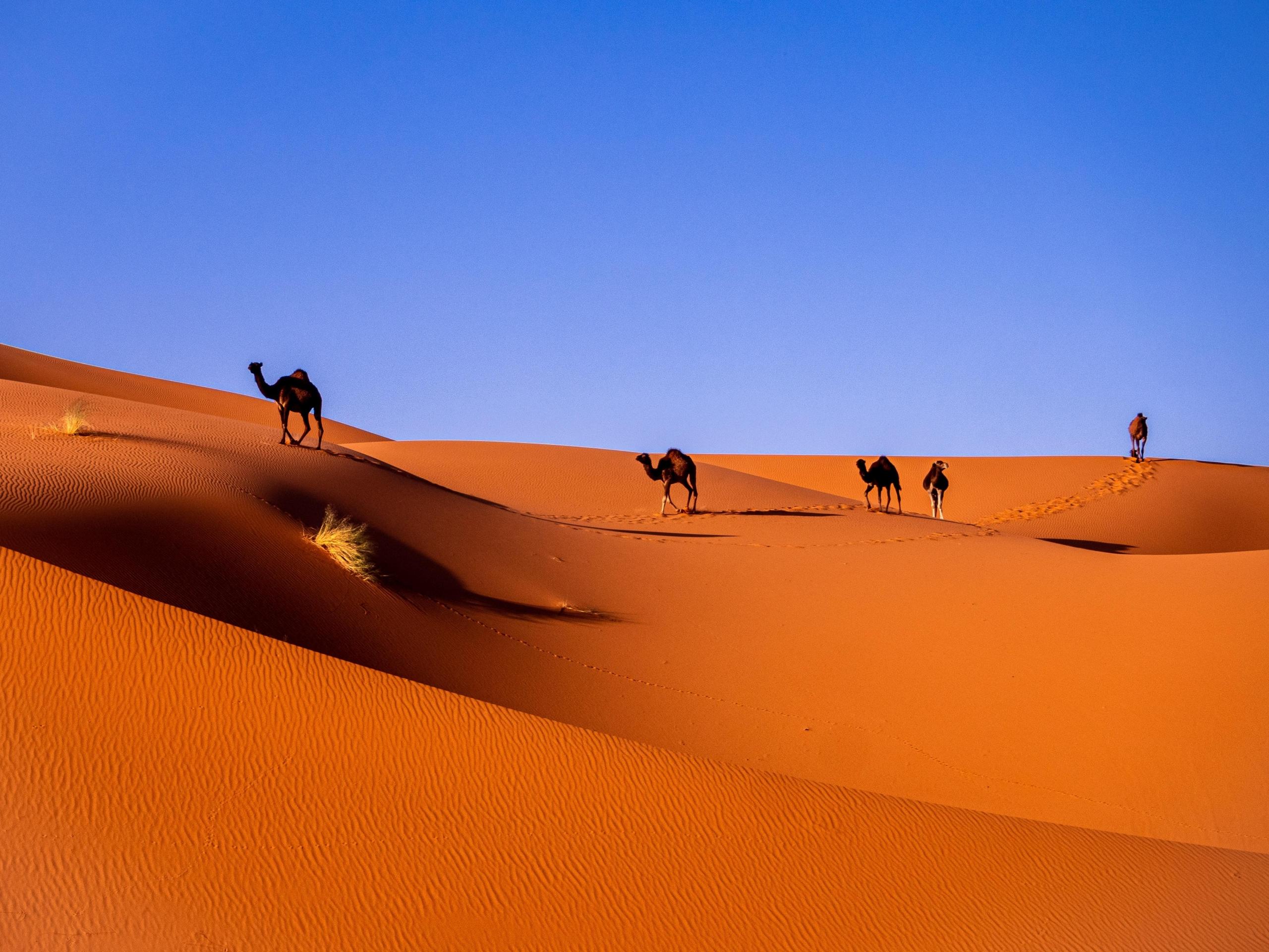 camels on the Sahara desert