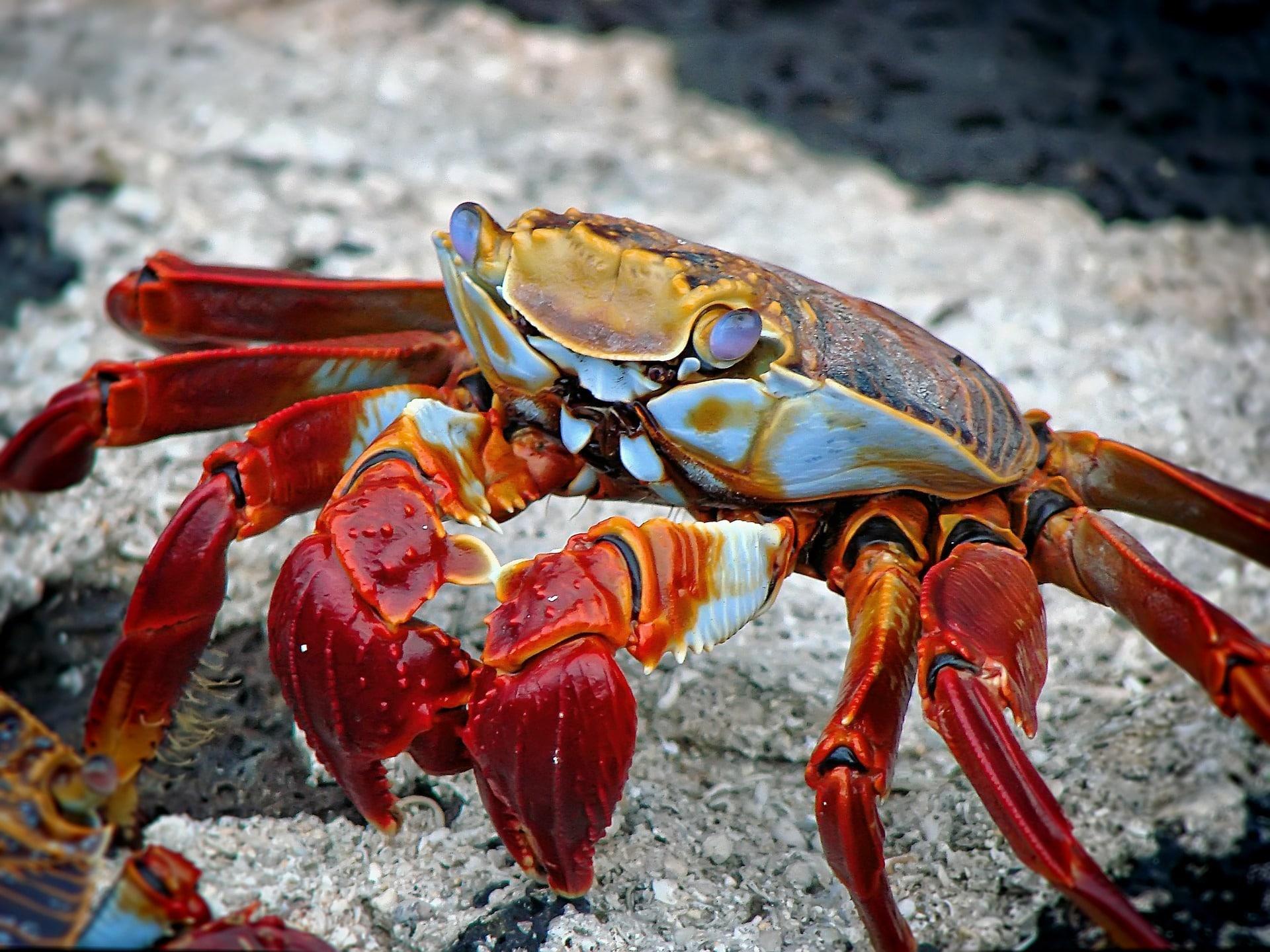Don't get crabby: take enough money!
