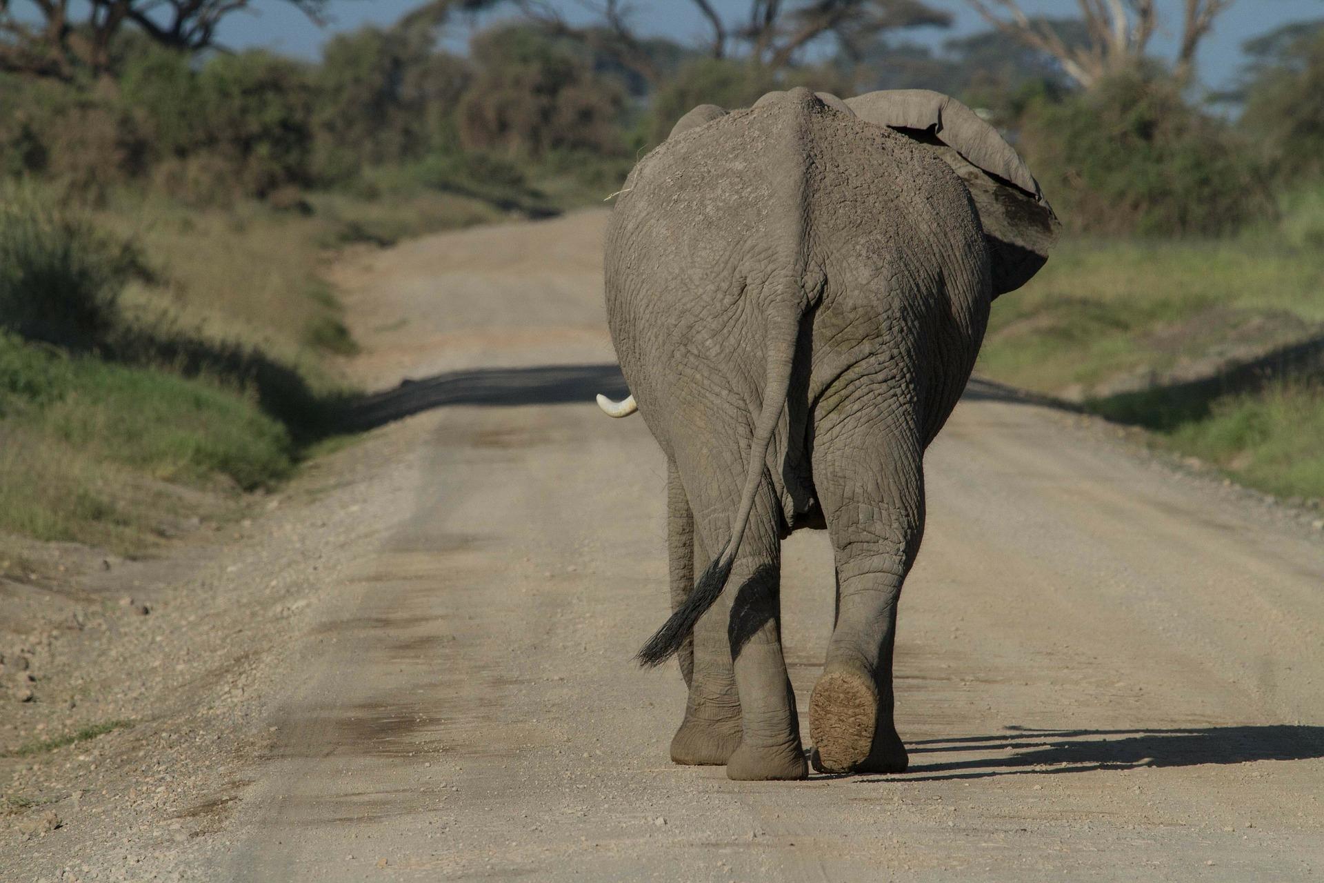 Take pictures of elephants from the front