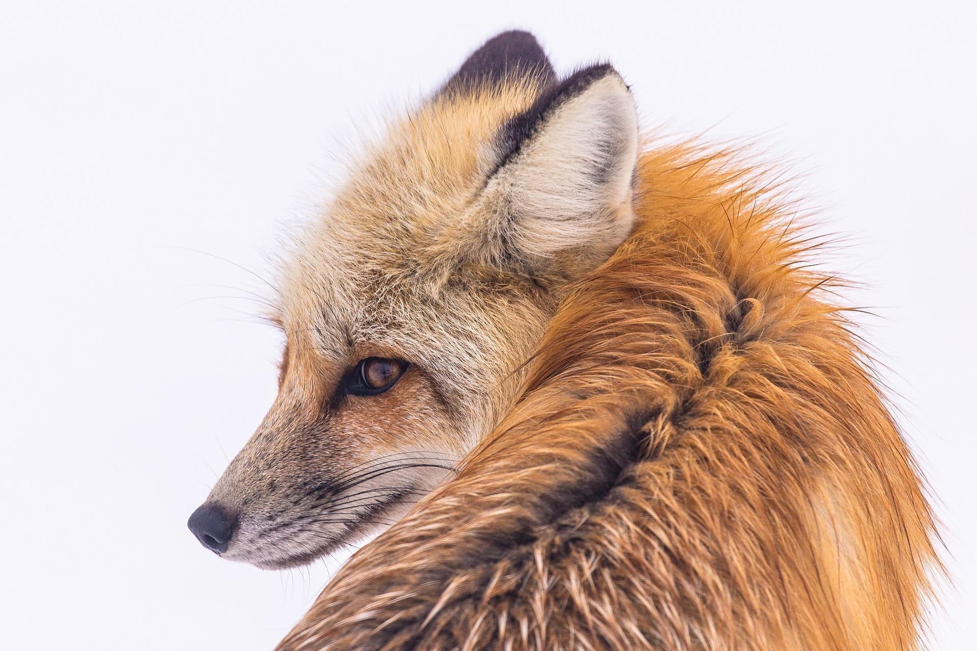 Capture the animal's eyes for an extra power shot