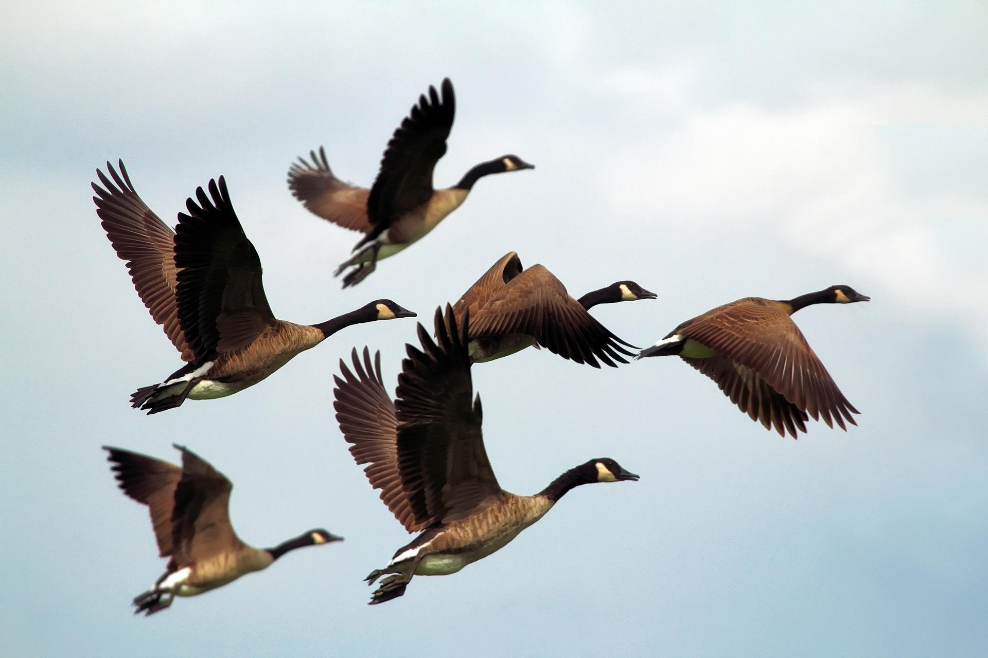 You might need a long lens to capture birds in flight