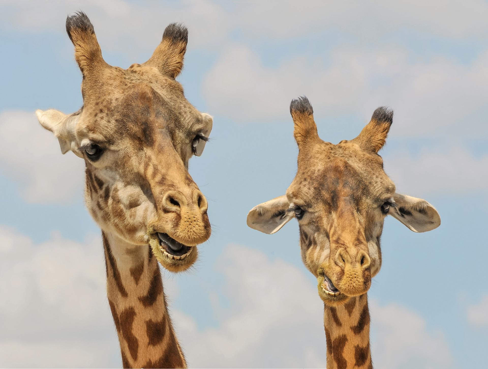 giraffes are long-necked animals