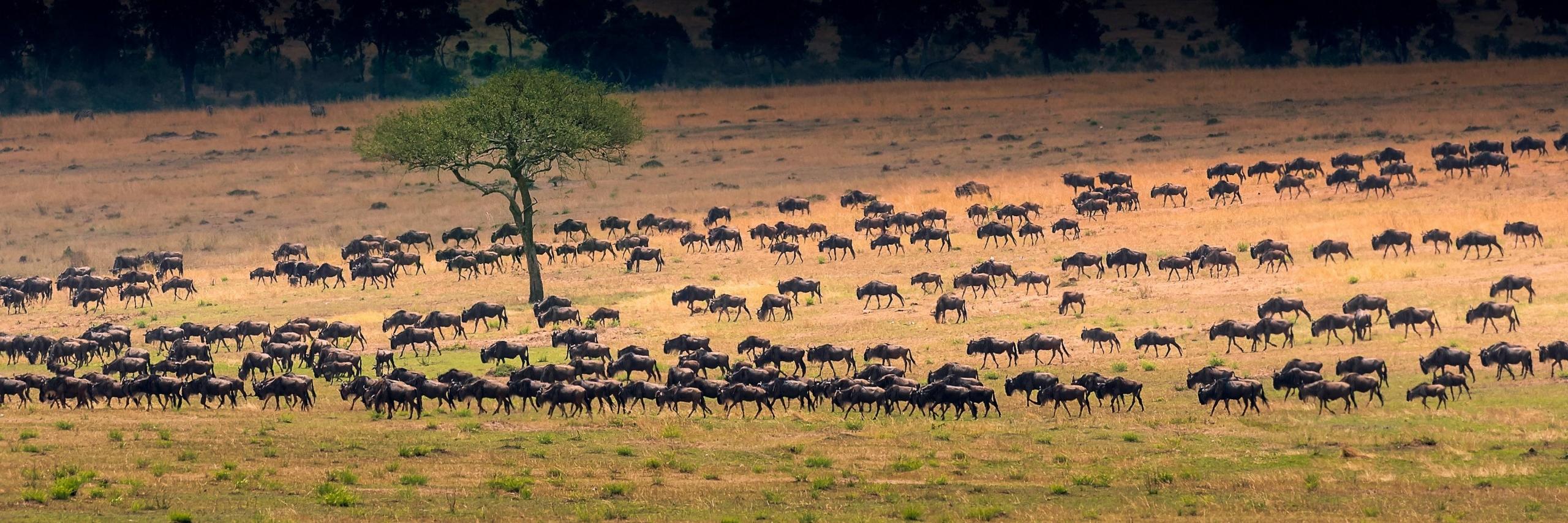 Wildebeest on the Serengeti